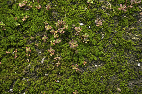 苔藓