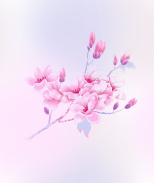 玉蘭花