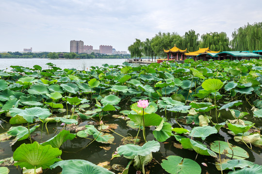 济南大明湖