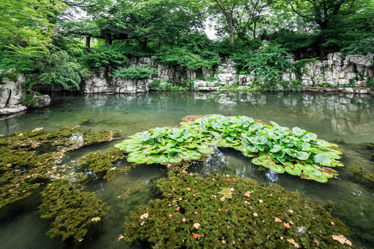 夏日池塘浮萍景观