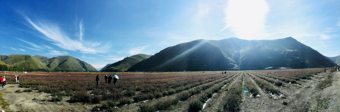 香薰谷风景