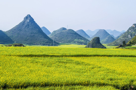 罗平油菜花