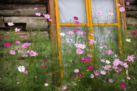 格桑花