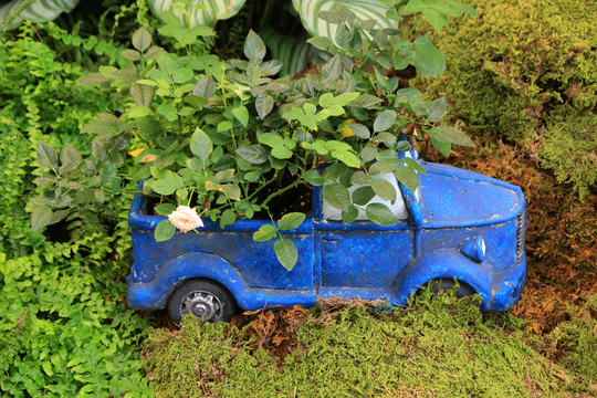 玩具汽车种植园艺