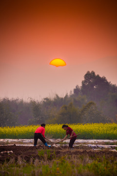 夕阳下菜地里干活的农妇