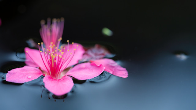 落花有意流水无情