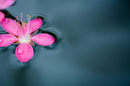 落花有意流水无情