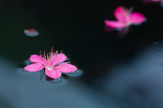 落花有意流水无情