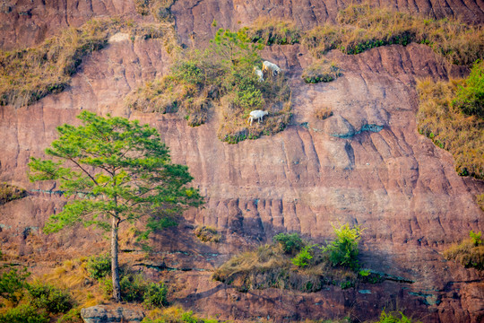 苍石山羊