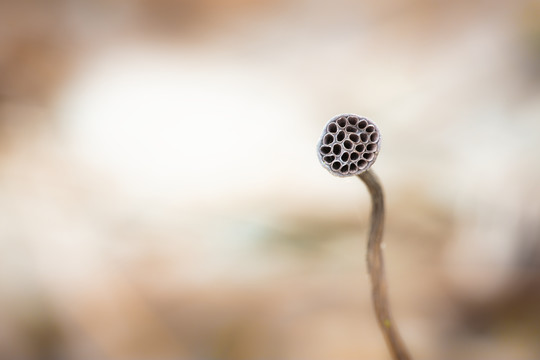 禅意残荷