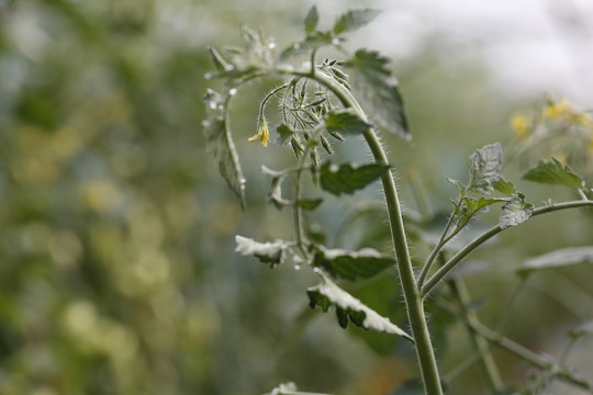 小番茄