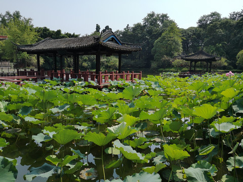 望从祠