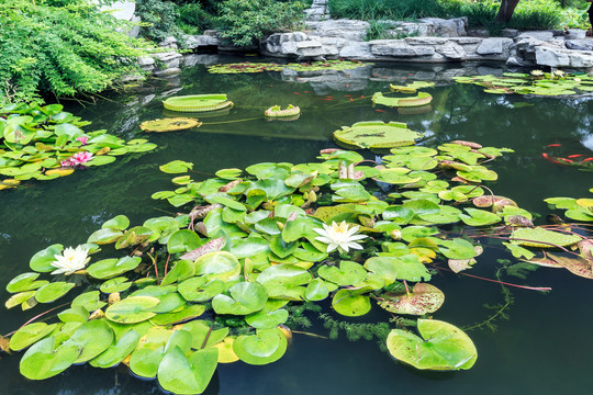 池塘浮萍景观