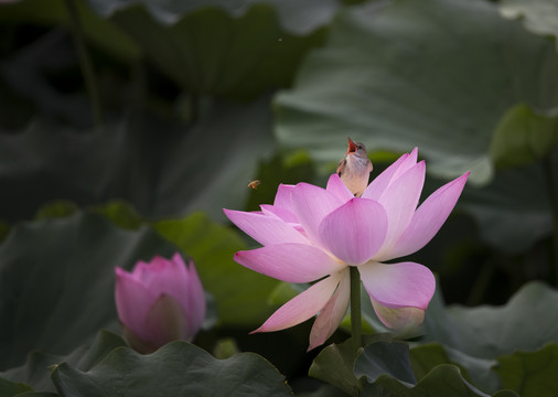 荷花与小鸟