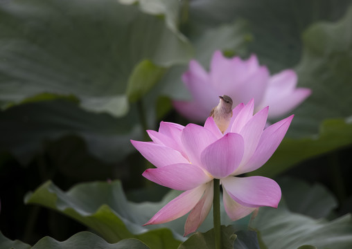 荷花与小鸟