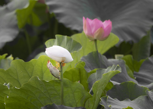 荷花与小鸟