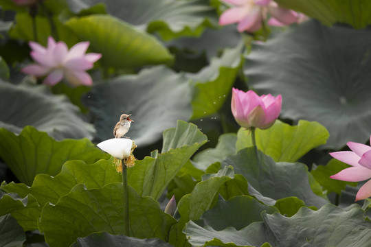 荷花与小鸟