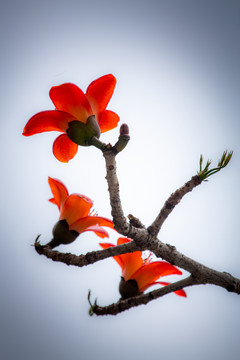 木棉花