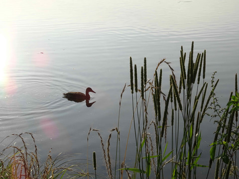 湖中野鸭