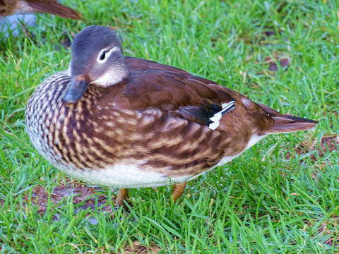 小鸳鸯