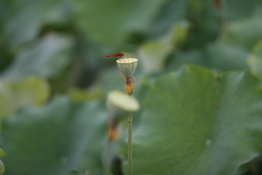 荷花蜻蜓