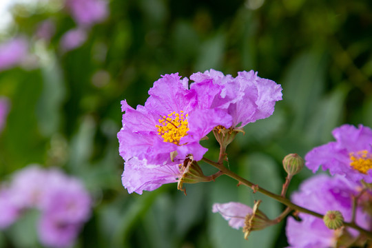 紫薇花