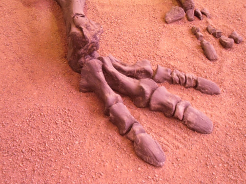 恐龙化石脚
