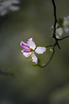 紫荆花