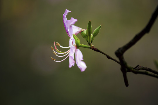 紫荆花