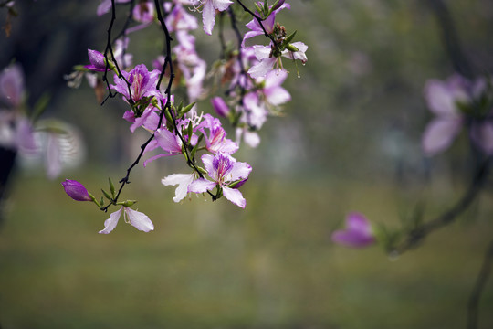 紫荆花