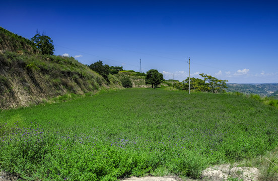 紫花苜蓿