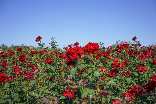 月季花高清大图