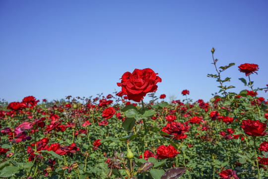 月季花高清大图