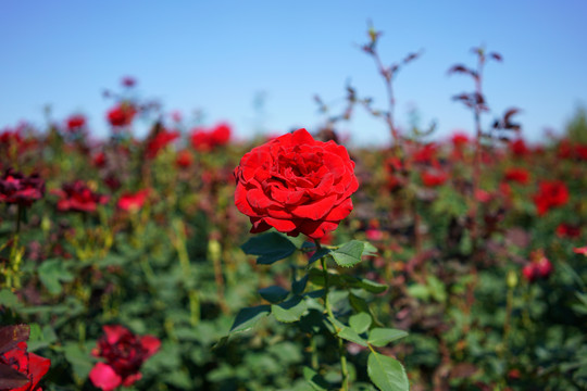 月季花高清大图