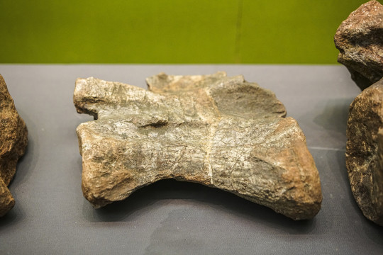 禄丰龙颈椎化石