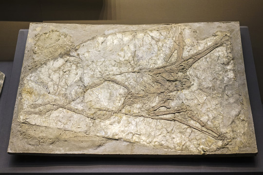 翼龙化石