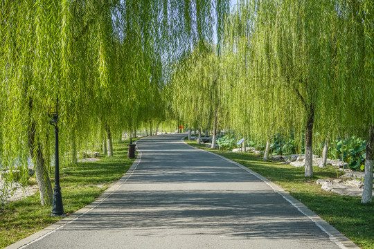 園林小路高清大圖