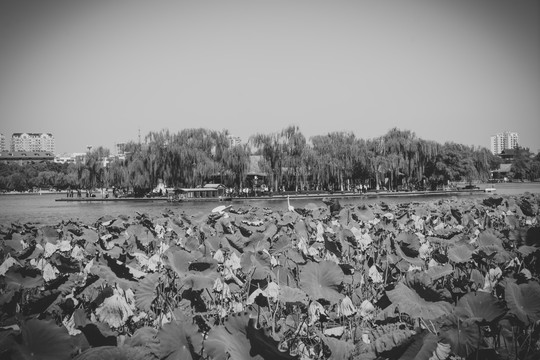 济南大明湖黑白照片