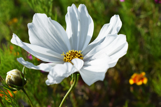 格桑花波斯菊