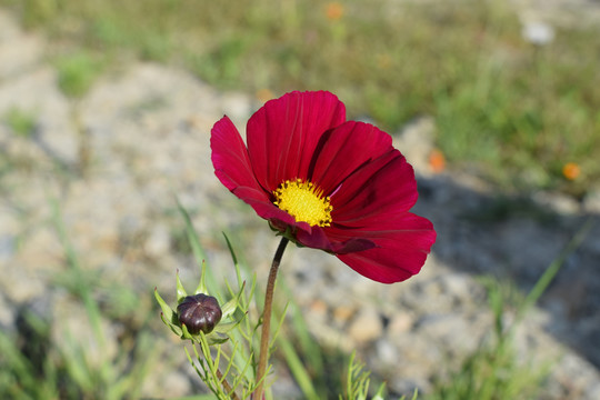 格桑花波斯菊