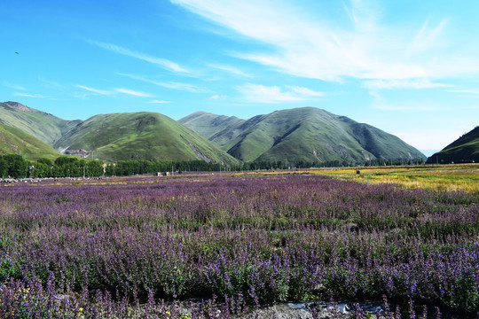 香薰谷风景