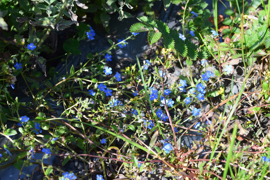 香薰谷花草