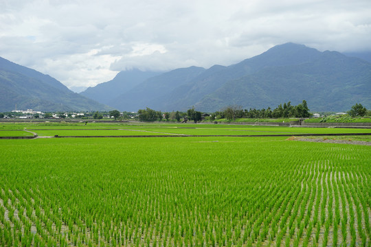 稻田