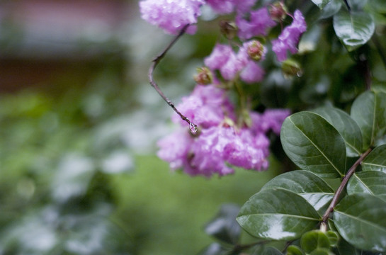 雨后的花