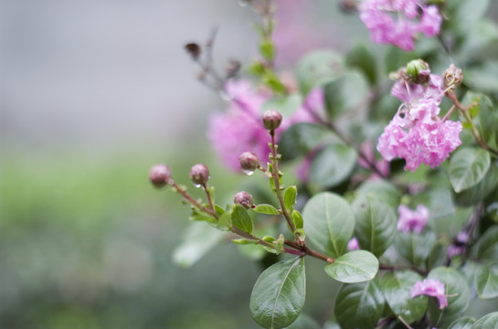 雨后的花