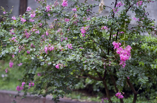 雨后的花