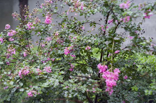 雨后的花