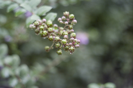 雨后的果实