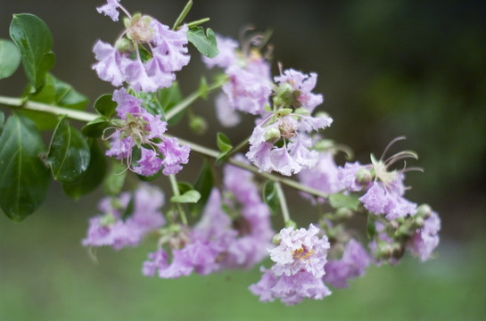 雨后的花