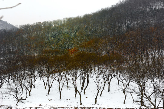 雪景